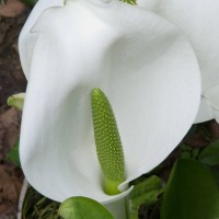 Asian Skunk Cabbage